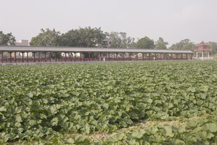 田野中的列车穿行景象