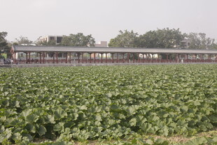 荷塘边的建筑景观