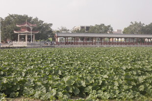 荷塘美景与亭台相映