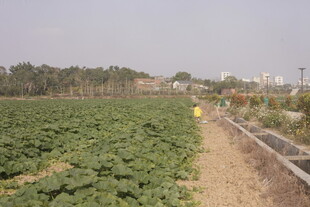 田园草莓种植地景观