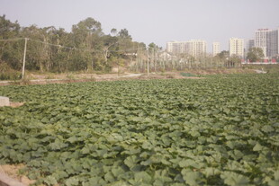 大片荷塘绿意盎然