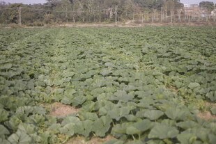 绿色蔬菜种植农田景观