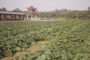 田园风光中的中式建筑