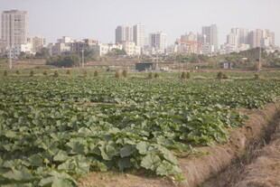 城市边的绿色农田景观