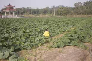 农田中劳作的黄色身影