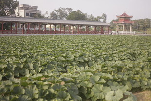 荷塘美景中的中式建筑