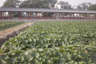 田园风光中的大片绿色植物