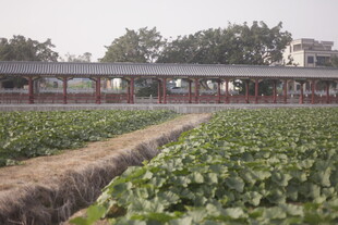 田园风光中的农舍与农田