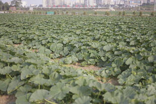 绿色蔬菜种植农田