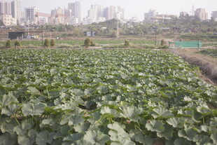 田园蔬菜种植景观