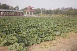 田园风光中的中式建筑