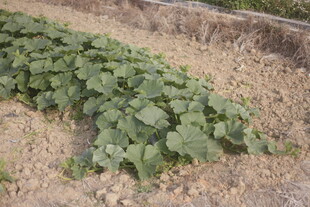 田间绿叶蔬菜种植景象