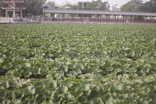 翠绿荷塘 生机盎然的景致