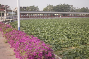 繁花相伴的绿色农田景观