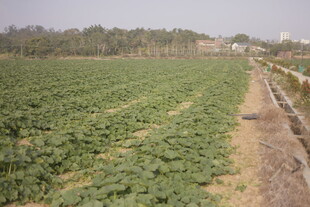 广袤农田绿意盎然