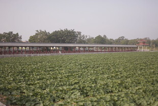 荷塘边的古老建筑景观