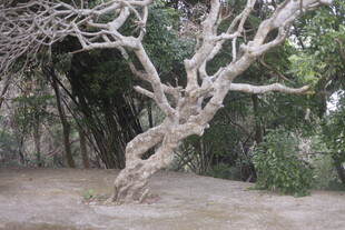 扭曲枯树展现独特自然美