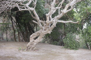 扭曲枯树 自然独特景观