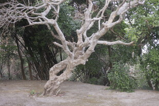 扭曲枯树 尽显自然沧桑