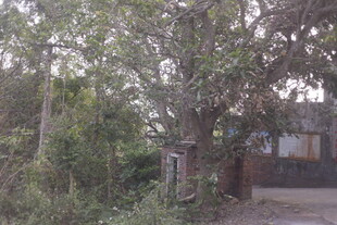 乡村路旁繁茂树木与小屋