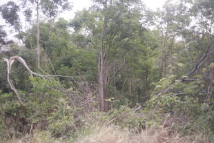 野外茂密树林景象