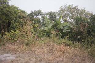 野外繁茂植被景象