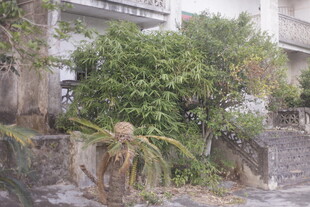 老旧建筑旁繁茂绿植景观