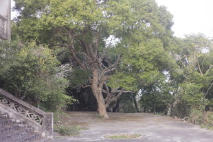 林间小道旁的葱郁树木