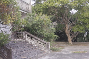 庭院绿植环绕的石阶景致