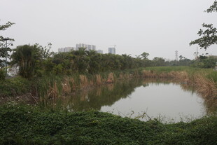 乡村池塘边的自然景致