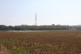 秋日广袤农田景象