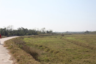 乡间小路旁的开阔田野