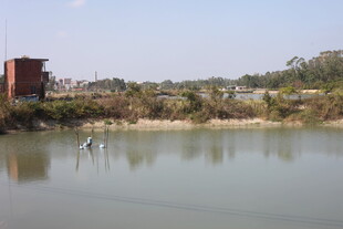 乡村池塘边的静谧景致