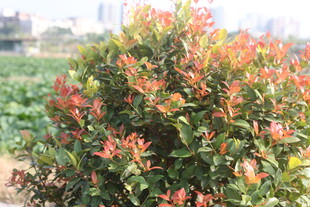 色彩斑斓的红叶灌木