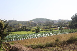 田园风光中的绿色农田