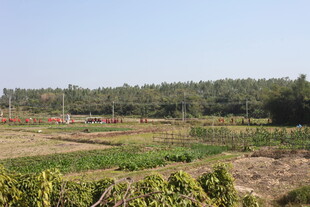 田园风光 绿意盎然的田野