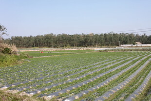 广袤农田绿意盎然