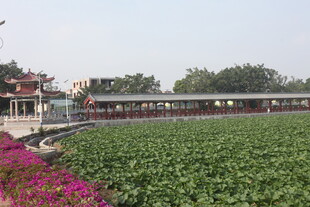田园花海旁的特色建筑