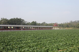 田园风光中的大片绿色农田