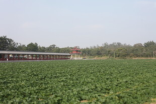 绿色农田与远处建筑景观
