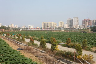 城郊田园与远处高楼景观