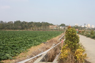 田园乡间小路景观