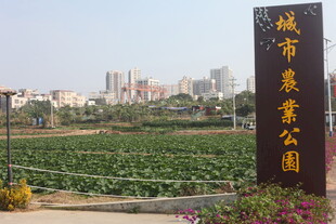 城市菜园 田园与高楼相映