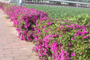 路边绽放的艳丽三角梅