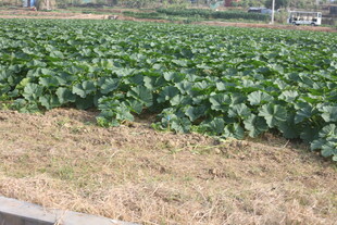 农田中的绿色作物景观