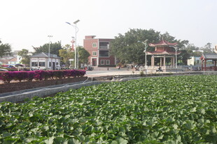 城市中绿意盎然的水生植物