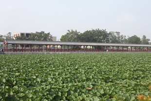 田园风光中的大片绿色植物