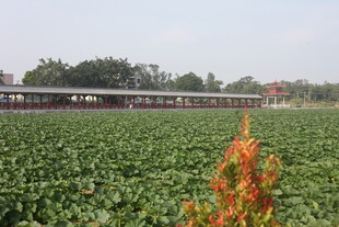 田野中的绿植与远处建筑