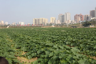城市边的农田风光