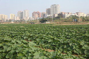 城市边的翠绿农田